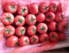 禹城是德州地区最大的西红柿种植基地