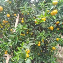 广西砂糖橘大量批发