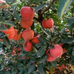 潍坊红富士苹果种植基地