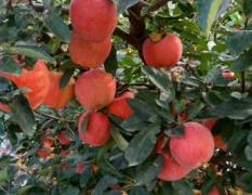 潍坊红富士苹果种植基地