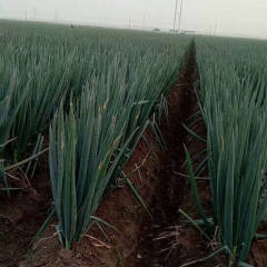 安丘大葱 我地方大量下来了铁杆大葱