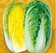 山东莘县娃娃菜小白菜品质优良
