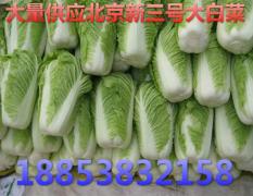 2017肥城白菜 常年供应优质北京新三号大白菜