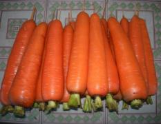饶阳胡萝卜 胡萝卜种植面积最大
