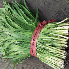 唐山市乐亭县棚韭菜下来了