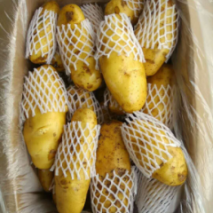 山东肥城库存土豆货源充足