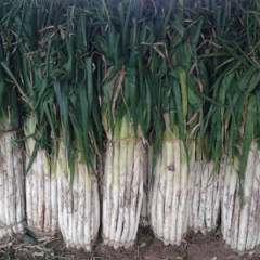 昌邑万亩大葱基地现已大量上市