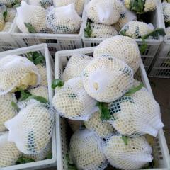 2017沛县本地区常年种植，供应有机花菜