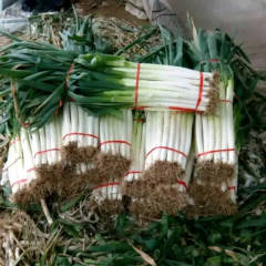 山东费县铁杆大葱大量上市