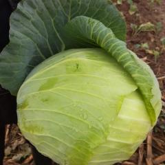 2018嘉鱼甘蓝 卷心菜也为扁包，农残达标