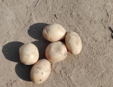 滕州土豆品种多，价格优惠