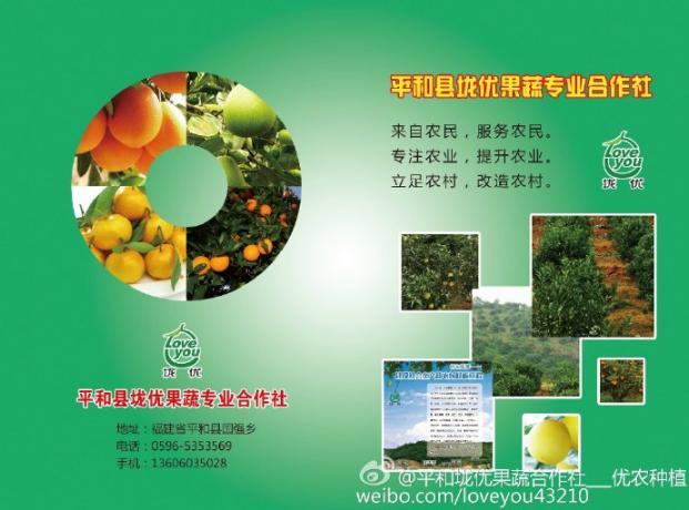 2017年福建平和琯溪蜜柚价格
