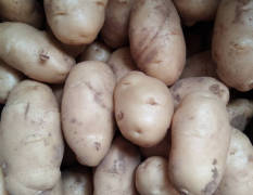 山东滕州中薯系列土豆是名优特产