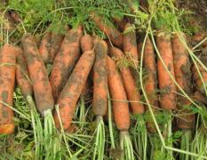 周口西华胡萝卜 专业种植蔬菜等农产品
