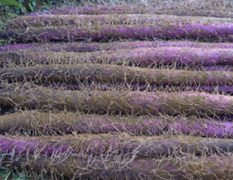 供应的紫玉淮山采用浅生定向栽培方法种植