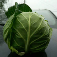 湖北钟祥甘蓝著名品牌，质量上乘