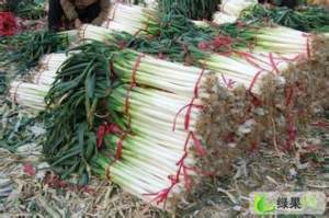 安丘金冢子镇大葱 老本葱，和章丘葱一样