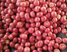 2017青州暖棚西红柿上市了现在价格非常低