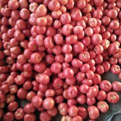 2017青州暖棚西红柿上市了现在价格非常低