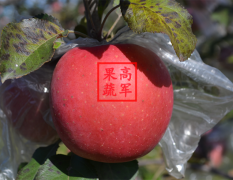 蒲城红富士苹果红了客商收购积极