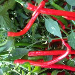 忻府辣椒价格行情平稳北义常虎诚信合作