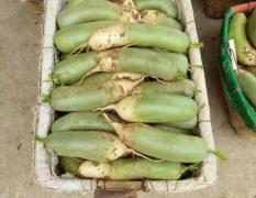 宁夏石嘴山市出售大量青皮萝卜、五百万斤