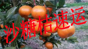 广西钦南 常年操作沙糖桔北上贸易