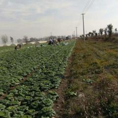 怀远小白菜 我处有精品黄心菜大量上市