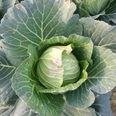 邓州旺旺甘蓝 专业工人上车