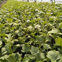 埇桥育苗基地常年出售嫁接西瓜苗和自根苗