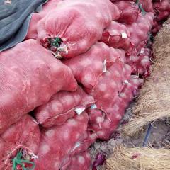 民勤大坝乡 有紫皮洋葱消售，纯一代新红旗