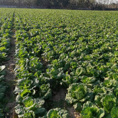 睢阳我有70多亩娃娃菜有待出售