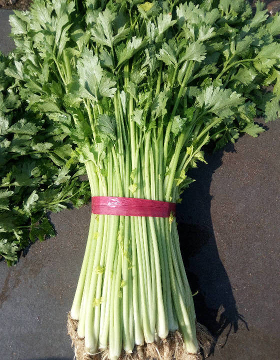 供应:2017新泰芹菜 本地有多年种植历史