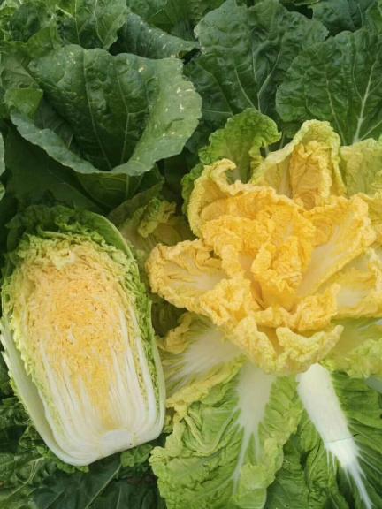 2017年湖北潜江秋宝白菜价格