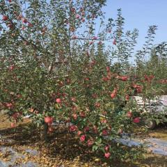 陕西洛川红富士苹果大量上市