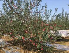 陕西洛川红富士苹果大量上市