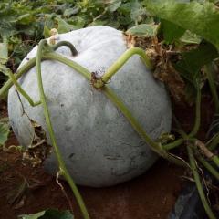 西乡塘白皮冬瓜  从事多年代办，有着丰富的经验