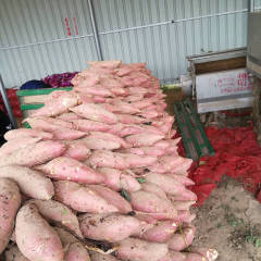 开封县红薯著名品种郭庄麻全亮诚信合作