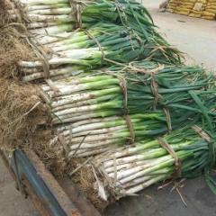 山东肥城大量供应长白大葱