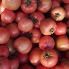 山东莘县硬粉西红柿 暖棚硬粉现已上市