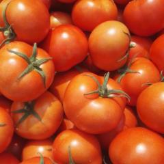 莘县以色列西红柿 硬粉西红柿又大量上市