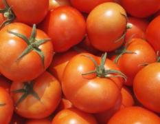 莘县以色列西红柿 硬粉西红柿又大量上市