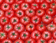 禅城专业代销全国各地蔬菜 西红柿