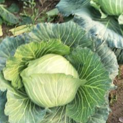 2017宁陵甘蓝另有200亩有机菜花10号前后上市