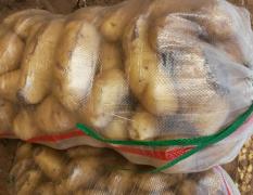 内蒙黄沙土地新土豆，品种有荷兰十五