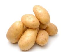 地窖 荷兰十五大量供应 各种品种 土豆