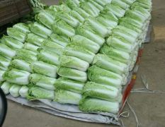 滕州市万亩大白菜大量上市品种北京新三号