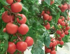 2017禹城温室大棚西红柿开始大量上市