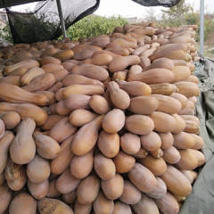 大丰南瓜大量上市，单个每只5斤起步