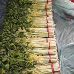 山东安丘大量芹菜上市，黄心芹菜品种独特